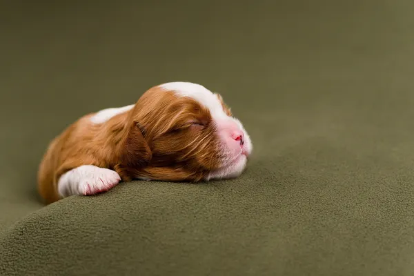 Portfolio work
