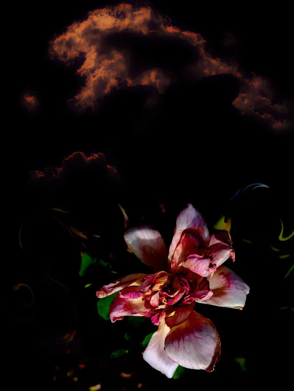 Portfolio work